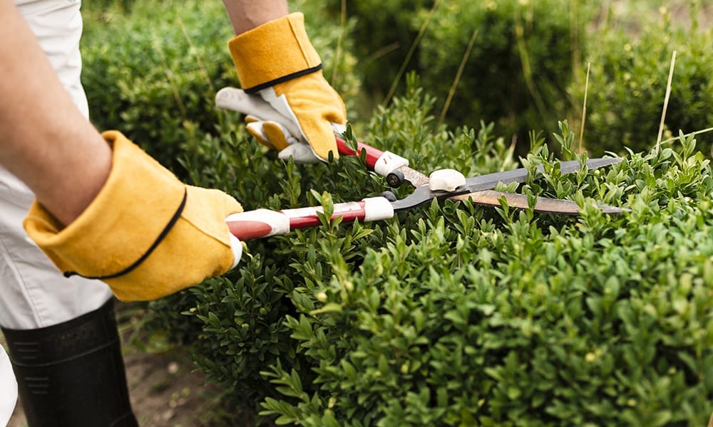 12 Easy Ways to Boost Your Home’s Curb Appeal This Spring Shrubs Image