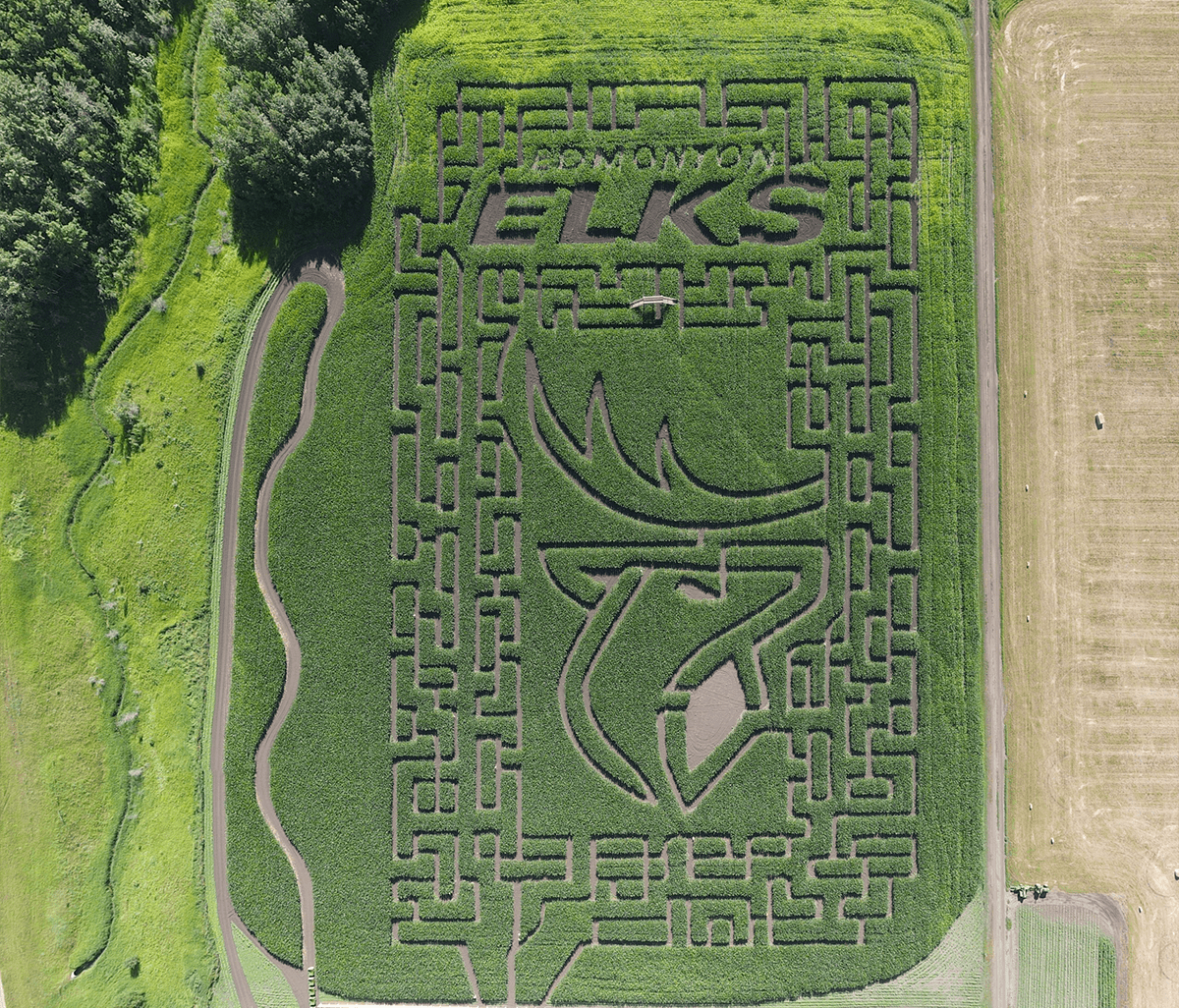 12 Fun Things to Do in Edmonton This Fall Corn Maze Image