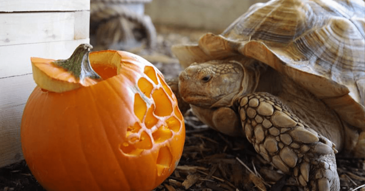 12 Fun Things to Do in Edmonton This Fall Boo at The Zoo Image